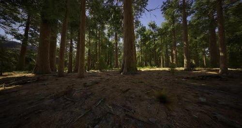 Forest Landscape with Tall Trees and Soft Sunlight Filtering Through Leaves