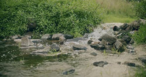 Stream Flowing By Rocks Amidst Plants In Forest