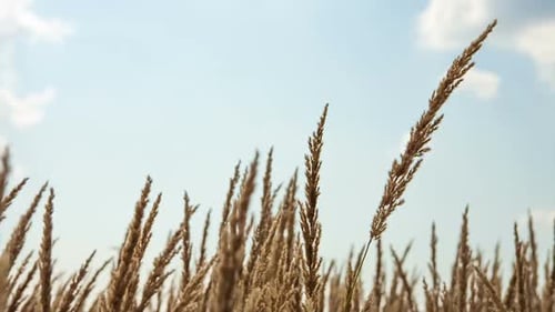 Golden Barley Against Blue Sky