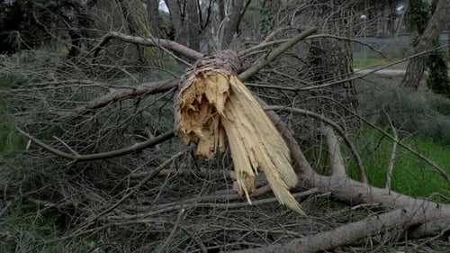 Fallen trees in Madrid largest park Casa de Campo after Filomena snow blizzard in January 2021 with