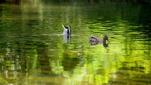 Canards sauvages se reposant en train de se nourrir dans l'eau calme de la rivière avec des feuilles d'automne Une faune paisible