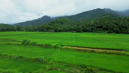 Aerial shot reveals terraced rice fields bordered by palm trees and forested hills, with