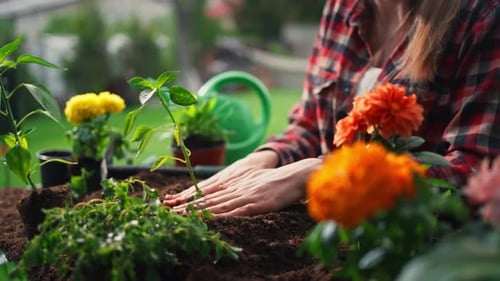 view of the gardener woman planting flowers in the garden