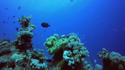 Colourful Fish and Soft Coral