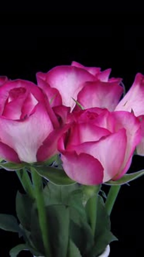 Growing, opening and rotating Blush roses bouquet with ALPHA channel, vertical orientation