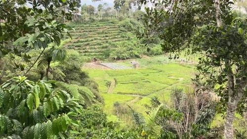 rice field view