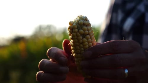 Close Up to Female Hands of a Farmer Peeling Ripe Cob of Corn at Green Meadow Adult Arms of