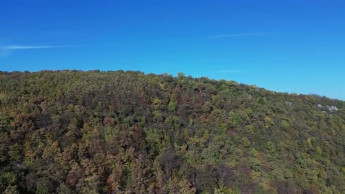 Trees in Autumn
