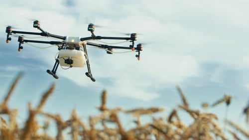 Drone Flying Over A Field Of Wheat And Spraying It