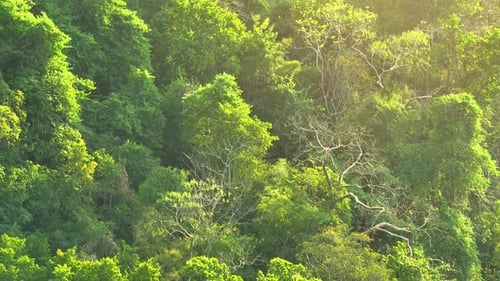 Majestic tropical forest on towering mountains by aerial view drone.