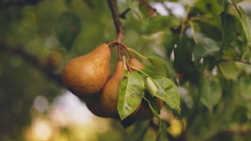 Ripe Pears on the Tree