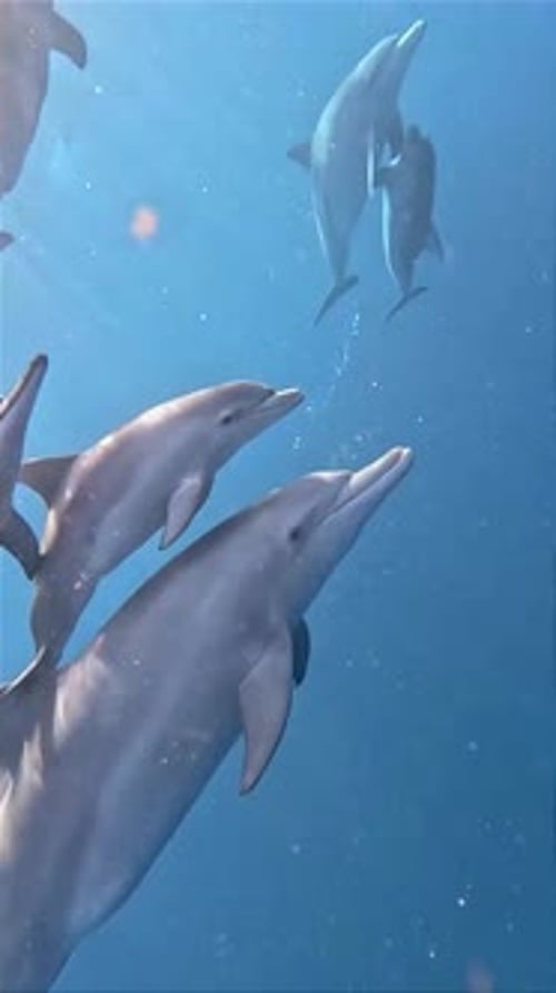 Pod of Dolphins Swimming in Turquoise Ocean Waters