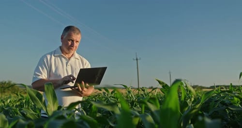 Farmer Using Laptop in Cornfield on Sunny Day
