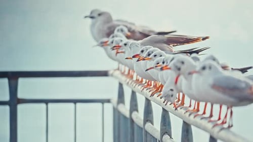 Möwe