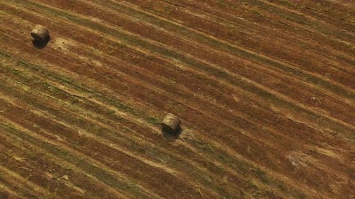 Drone spins over agricultural field of golden hay bales summer harvest