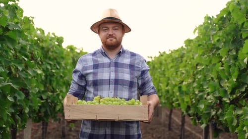 Production de raisins