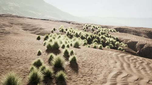 Bush in Semi Desert Large Wasteland