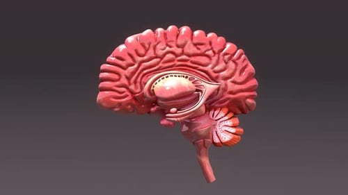 3D Human Brain Sagittal Section Rotating Anatomy