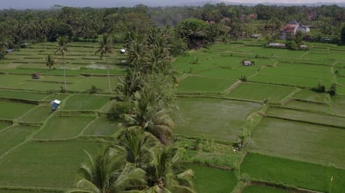 Aerial view of rice fields and palm trees with locals, Indonesia.