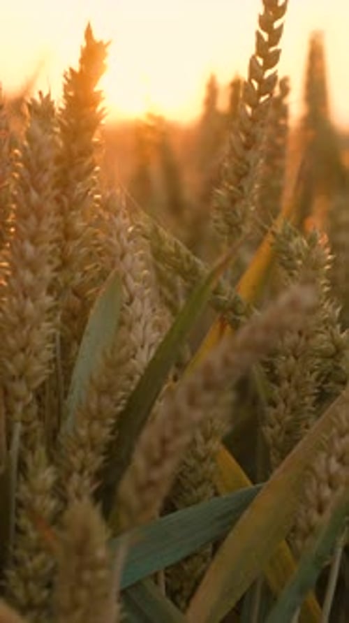 Wheat Field Ears Swaying on Gentle Wind at Sunset Golden Ears are Slowly Swaying in Wind Closeup
