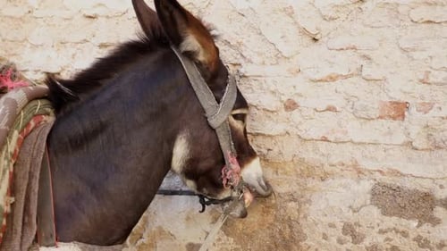 Domestic Donkey Scratching Mouth On Stone Wall In The Street Of Marrakesh, Morocco. - close up