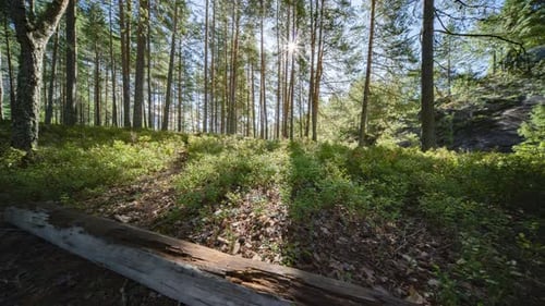 The midday sun shines rightly through the trees in the pine forest. A timelapse video.