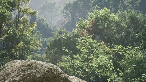 Lush Forest Canopy With Morning Light Filtering Through Trees