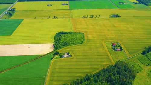 Beautiful Aerial View of Green Agricultural field on Sunrise. Drone flying over harvest crops Amazin