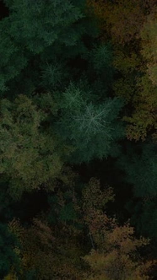 A Breathtaking Aerial View Showcasing the Lush Green and Vibrant Autumn Forest Canopy