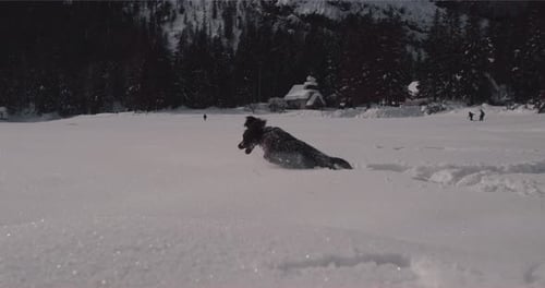 Excited dog playing in fresh new powdery snow, jumping joyfully