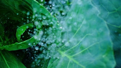 Gotas de agua salpicando hojas de col