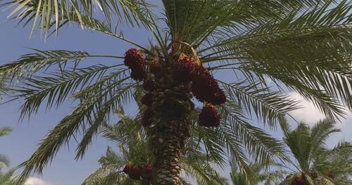 Date palm trees with clusters of ready for harvest Red Dates and blue cloudy sky in the background.