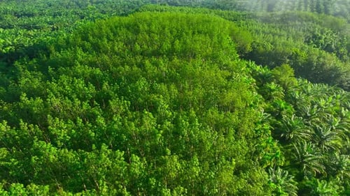 Vista aérea: A exuberante plantação de palmeiras se estende em fileiras organizadas.