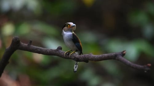 Perched on a branch facing to the left with food in the mouth and ready to deliver as it looks aroun