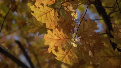 Feuilles d'automne au-dessus d'un arbre ensoleillé pendant la rotation, Canada.