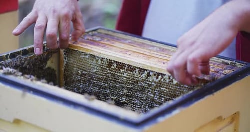 The Beekeeper Places Frames Gently