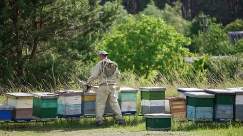 Male apiarist standing near the hives at bee farm. Little rural apiary in the nature.