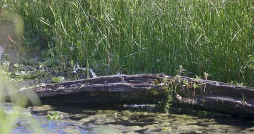 Fresh water turtle sunning itself on a tree branch in Florida