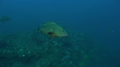 Grouper Mero swimming close by