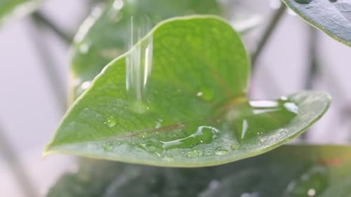 Caring for Houseplants Involves Watering Home Flower Pots Ensuring Proper Plant Health