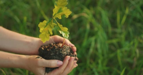 Closeup of Hands Holding a Small Oak Tree Seedling in Blurred Green Grassy Field