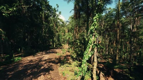 Woodland Trail Scenery Winding Forest Path with Natural Elements