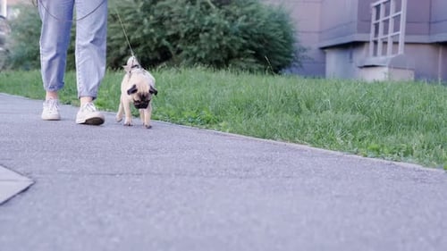 Pug Puppy Walking with Owner Cute Funny Pug Dog Runs Along the Road at Summer in Park Pug Owner