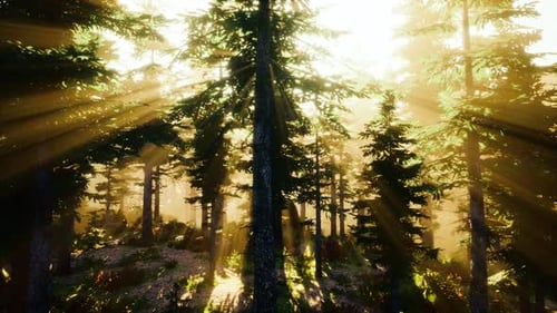 Sun Rising in a Forest with Fog