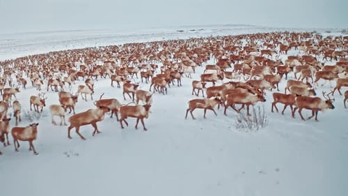 Vista aérea: montanhas cobertas de neve e rebanhos selvagens