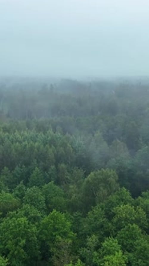 Foggy forest landscape near Usma Lake, Latvia. Vertical high angle view