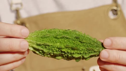 Momordica Charantia Fruit et melon amer entre les mains du chef Close Up Macro
