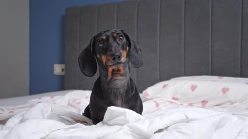 Adorable Dachshund Dog Sitting on Bed Looking Around