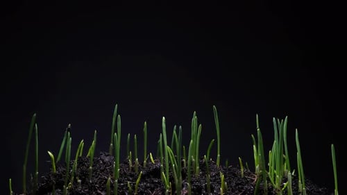 Growing wheat grass rising from soil time lapse 4k footage.