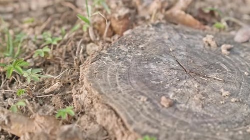 Tree Stump Cut With Details And Veins - closeup, slider right